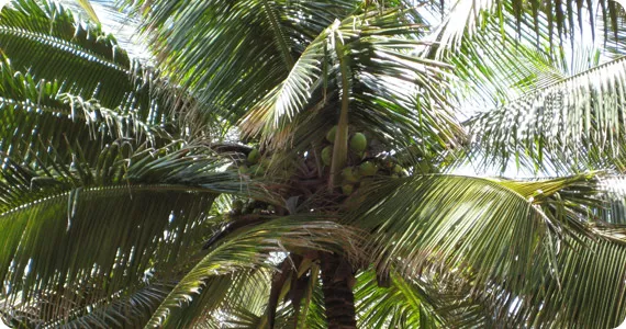 Jak rozpoznać dobrej jakości substrat z włókien kokosowych?