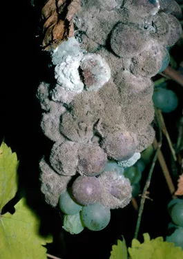 Botrytis Cinerea: a highly infectious crop killer