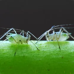 Aphids: Damage and control - in detail