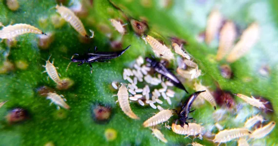 Thrips - Pests & Diseases
