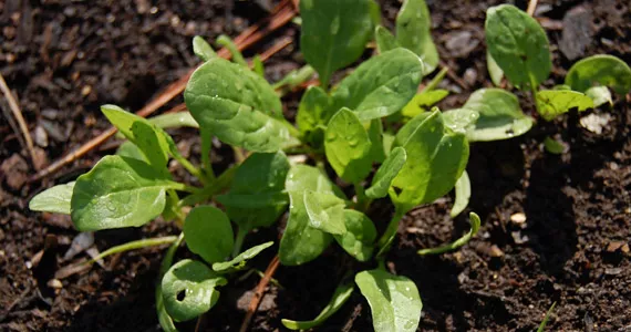 Spinach - Grow it yourself