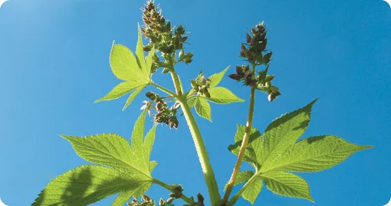 Potting mixes, general info