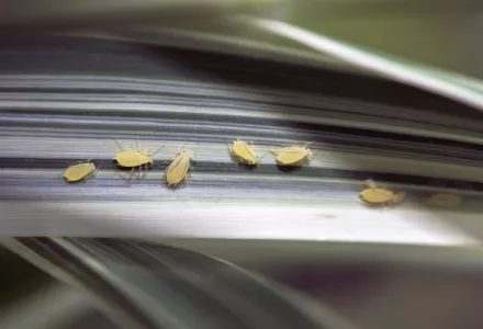 Aphids: Damage and control