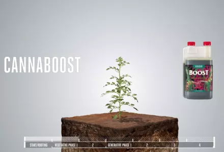 CANNABOOST Accelerator